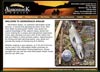 Adirondack Fishing Guide